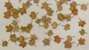 Maple - Autumn Laser Cut Leaves