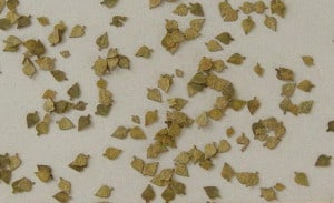 Birch - Autumn Laser Cut Leaves