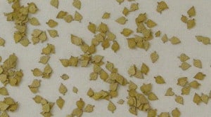 Birch - Dry Laser Cut Leaves